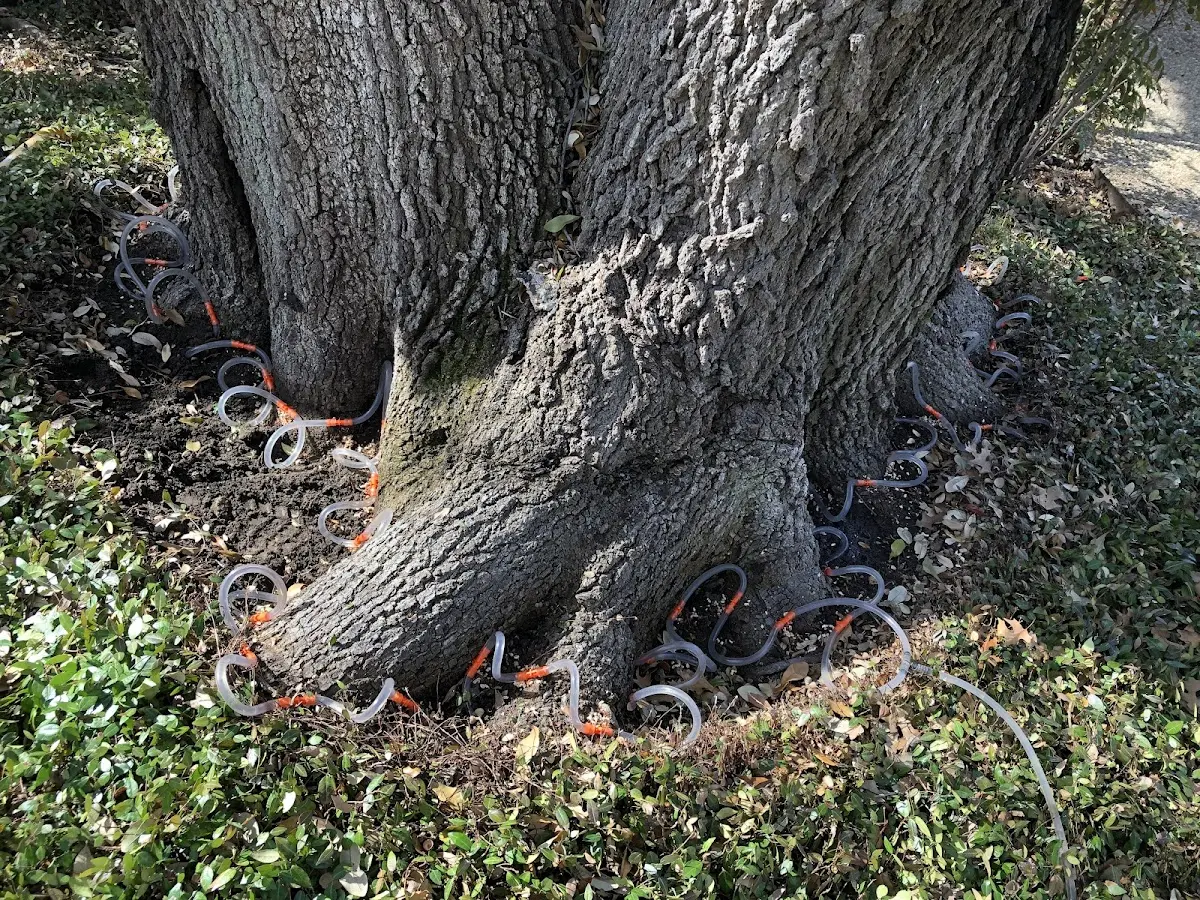 Detailed Tree Cabling and Bracing job site in La Pointe