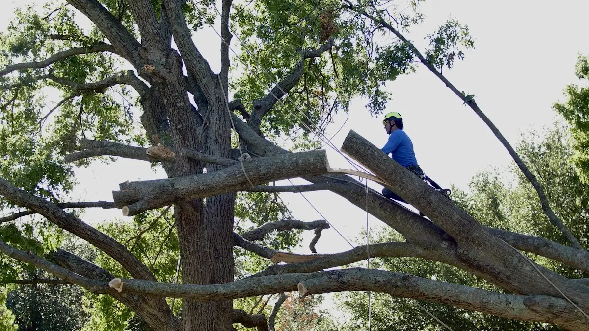 Professional Hazardous Tree Removal performed by certified arborists in La Pointe