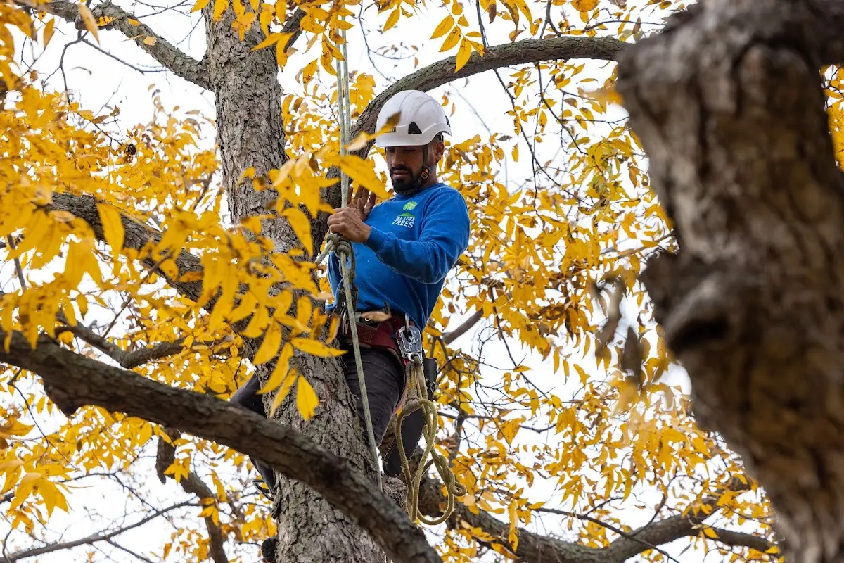 Skilled Tree Trimming crew working in La Pointe